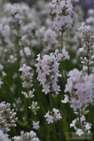 Lavandula angustifolia 'Melissa' -- Lavendel